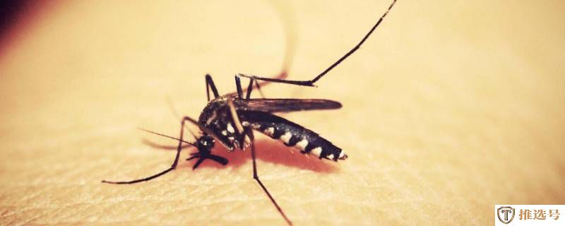驱蚊液能杀死蚊子吗及功效作用（房间放什么驱蚊最有效）