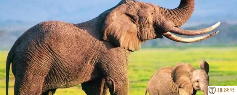 公象母象都有象牙吗（亚洲母象为什么没有象牙）