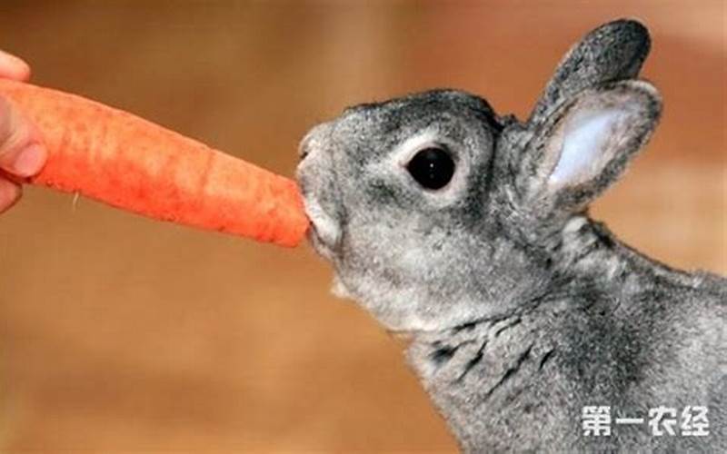 为什么说兔子爱吃胡萝卜