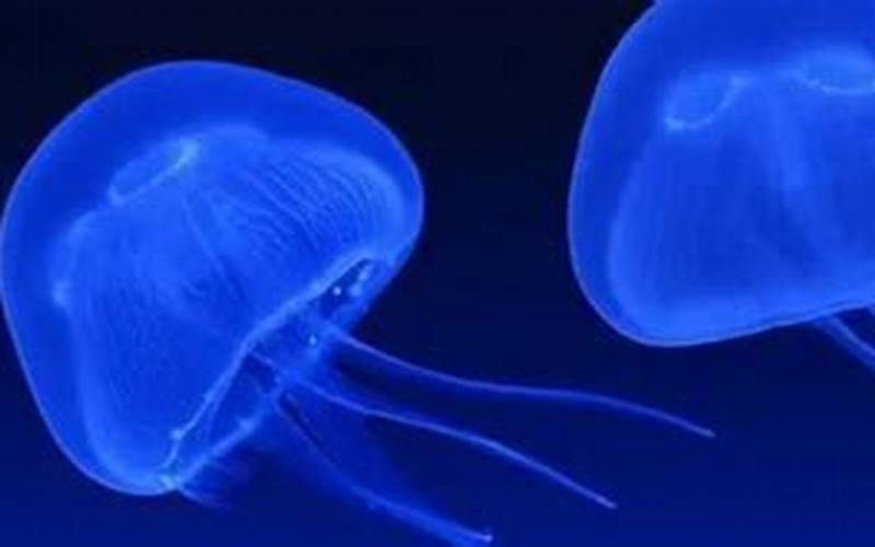 深海水母是光源吗