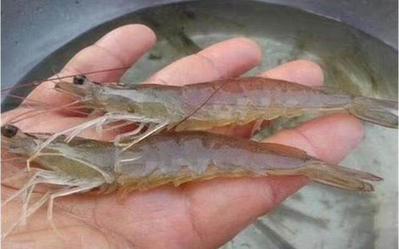 南美对虾是海虾吗