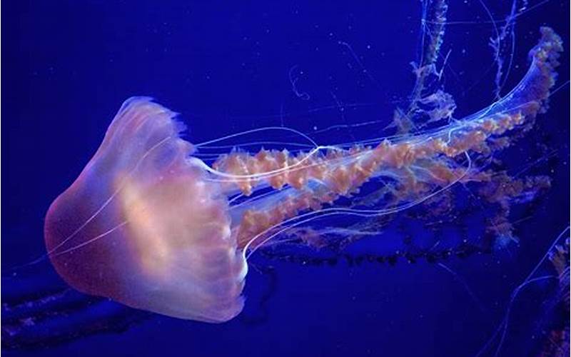 深海水母有哪些种类